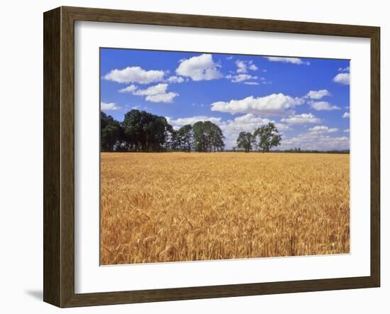 Wheat Field and Oak Trees-Steve Terrill-Framed Photographic Print