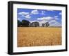 Wheat Field and Oak Trees-Steve Terrill-Framed Photographic Print