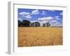 Wheat Field and Oak Trees-Steve Terrill-Framed Photographic Print