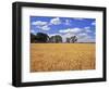 Wheat Field and Oak Trees-Steve Terrill-Framed Photographic Print