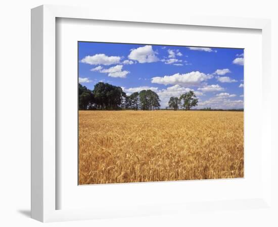 Wheat Field and Oak Trees-Steve Terrill-Framed Photographic Print