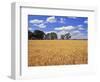 Wheat Field and Oak Trees-Steve Terrill-Framed Photographic Print
