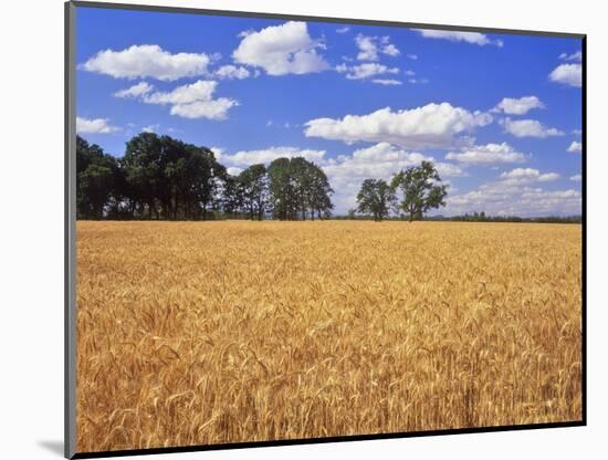 Wheat Field and Oak Trees-Steve Terrill-Mounted Photographic Print