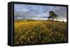 Wheat Field and Pine Tree at Sunset, Near Chipping Campden, Cotswolds, Gloucestershire, England-Stuart Black-Framed Stretched Canvas