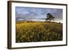 Wheat Field and Pine Tree at Sunset, Near Chipping Campden, Cotswolds, Gloucestershire, England-Stuart Black-Framed Photographic Print