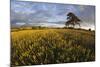 Wheat Field and Pine Tree at Sunset, Near Chipping Campden, Cotswolds, Gloucestershire, England-Stuart Black-Mounted Photographic Print