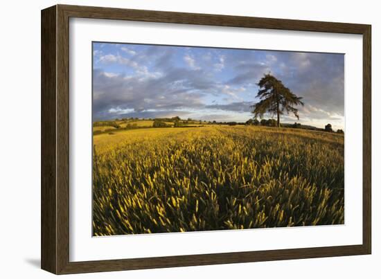 Wheat Field and Pine Tree at Sunset, Near Chipping Campden, Cotswolds, Gloucestershire, England-Stuart Black-Framed Photographic Print