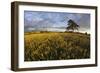 Wheat Field and Pine Tree at Sunset, Near Chipping Campden, Cotswolds, Gloucestershire, England-Stuart Black-Framed Photographic Print