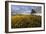 Wheat Field and Pine Tree at Sunset, Near Chipping Campden, Cotswolds, Gloucestershire, England-Stuart Black-Framed Photographic Print