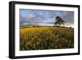 Wheat Field and Pine Tree at Sunset, Near Chipping Campden, Cotswolds, Gloucestershire, England-Stuart Black-Framed Photographic Print