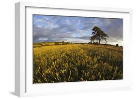 Wheat Field and Pine Tree at Sunset, Near Chipping Campden, Cotswolds, Gloucestershire, England-Stuart Black-Framed Photographic Print