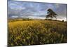 Wheat Field and Pine Tree at Sunset, Near Chipping Campden, Cotswolds, Gloucestershire, England-Stuart Black-Mounted Photographic Print