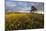 Wheat Field and Pine Tree at Sunset, Near Chipping Campden, Cotswolds, Gloucestershire, England-Stuart Black-Mounted Photographic Print