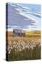 Wheat Field and Shack-Lantern Press-Stretched Canvas