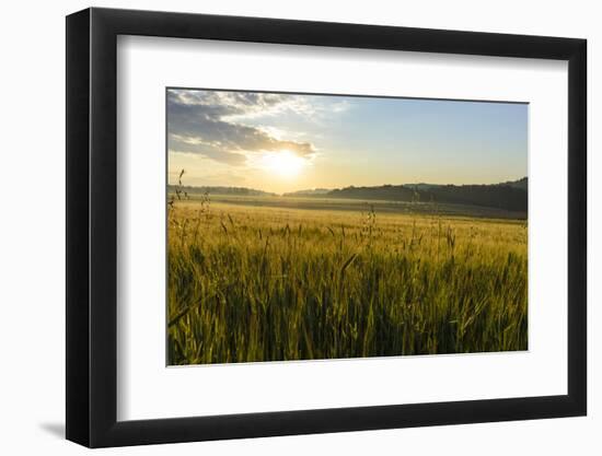 Wheat Field at Sunrise, Austria, Hardegg-Volker Preusser-Framed Photographic Print