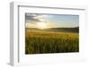 Wheat Field at Sunrise, Austria, Hardegg-Volker Preusser-Framed Photographic Print