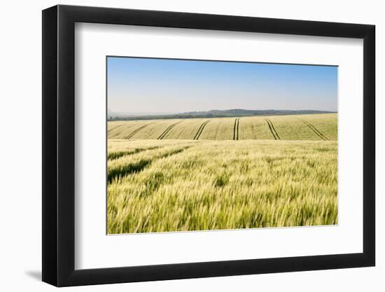 Wheat Field at Sunrise in English Countryside Landscape-Veneratio-Framed Photographic Print