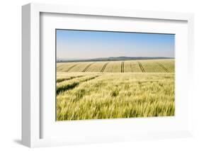 Wheat Field at Sunrise in English Countryside Landscape-Veneratio-Framed Photographic Print