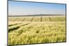 Wheat Field at Sunrise in English Countryside Landscape-Veneratio-Mounted Photographic Print