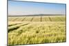 Wheat Field at Sunrise in English Countryside Landscape-Veneratio-Mounted Photographic Print