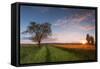 Wheat Field at Sunset, Foligno, Umbria, Italy.-ClickAlps-Framed Stretched Canvas