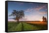 Wheat Field at Sunset, Foligno, Umbria, Italy.-ClickAlps-Framed Stretched Canvas