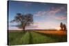 Wheat Field at Sunset, Foligno, Umbria, Italy.-ClickAlps-Stretched Canvas