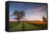 Wheat Field at Sunset, Foligno, Umbria, Italy.-ClickAlps-Framed Stretched Canvas