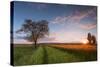 Wheat Field at Sunset, Foligno, Umbria, Italy.-ClickAlps-Stretched Canvas