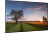 Wheat Field at Sunset, Foligno, Umbria, Italy.-ClickAlps-Mounted Photographic Print