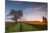 Wheat Field at Sunset, Foligno, Umbria, Italy.-ClickAlps-Mounted Photographic Print