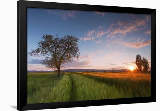 Wheat Field at Sunset, Foligno, Umbria, Italy.-ClickAlps-Framed Photographic Print