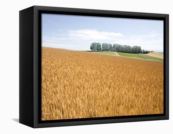 Wheat field, Biei, Hokkaido, Japan-Aso Fujita-Framed Stretched Canvas