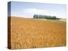 Wheat field, Biei, Hokkaido, Japan-Aso Fujita-Stretched Canvas