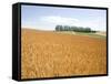 Wheat field, Biei, Hokkaido, Japan-Aso Fujita-Framed Stretched Canvas