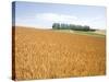 Wheat field, Biei, Hokkaido, Japan-Aso Fujita-Stretched Canvas