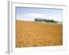 Wheat field, Biei, Hokkaido, Japan-Aso Fujita-Framed Photographic Print