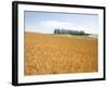 Wheat field, Biei, Hokkaido, Japan-Aso Fujita-Framed Photographic Print