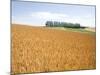 Wheat field, Biei, Hokkaido, Japan-Aso Fujita-Mounted Photographic Print