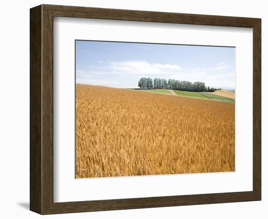 Wheat field, Biei, Hokkaido, Japan-Aso Fujita-Framed Photographic Print