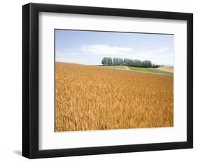 Wheat field, Biei, Hokkaido, Japan-Aso Fujita-Framed Photographic Print