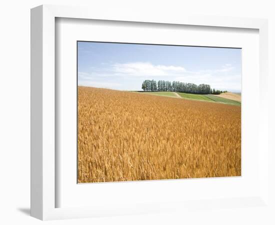 Wheat field, Biei, Hokkaido, Japan-Aso Fujita-Framed Photographic Print