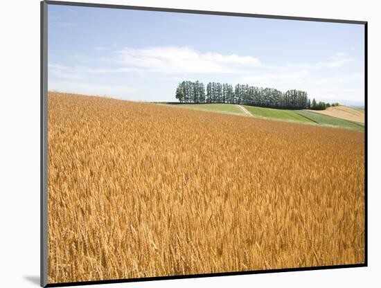 Wheat field, Biei, Hokkaido, Japan-Aso Fujita-Mounted Photographic Print