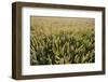 Wheat Field, Chipping Campden, Cotswolds, Gloucestershire, England, United Kingdom, Europe-Stuart Black-Framed Photographic Print