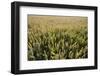 Wheat Field, Chipping Campden, Cotswolds, Gloucestershire, England, United Kingdom, Europe-Stuart Black-Framed Photographic Print