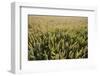 Wheat Field, Chipping Campden, Cotswolds, Gloucestershire, England, United Kingdom, Europe-Stuart Black-Framed Photographic Print