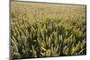 Wheat Field, Chipping Campden, Cotswolds, Gloucestershire, England, United Kingdom, Europe-Stuart Black-Mounted Photographic Print