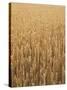 Wheat Field, Grain, Ears of Wheat-Thonig-Stretched Canvas
