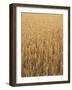 Wheat Field, Grain, Ears of Wheat-Thonig-Framed Photographic Print