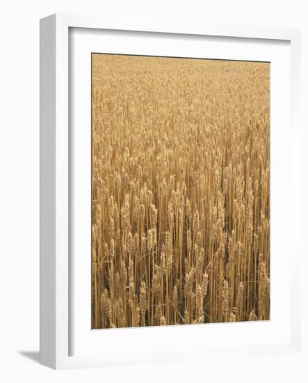 Wheat Field, Grain, Ears of Wheat-Thonig-Framed Photographic Print